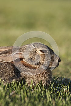 Cottontail Rabbit Portrait