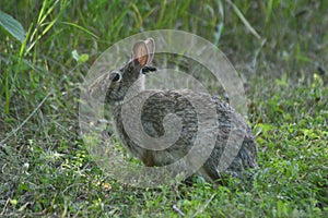 Cottontail Rabbit Portrait