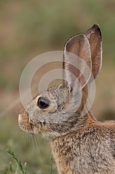 Cottontail Rabbit Portrait