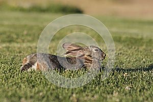 Cottontail Rabbit Resting