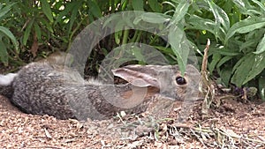 Cottontail Rabbit Resting
