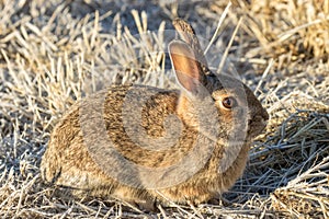 Cottontail Rabbit Resting