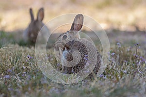 Cottontail Rabbit Scratching