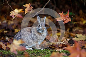 Cottontail Rabbit sitting amongst Falling Autumn Leave