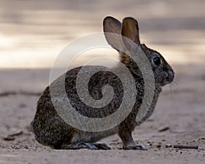Cottontail Rabbit sitting on dirt road