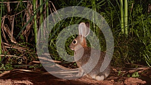 Cottontail rabbit sitting in front of cattails and watercress plants