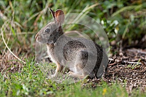 Cottontail Rabbit sitting in the grass