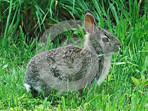 A Cottontail rabbit sitting in the grass