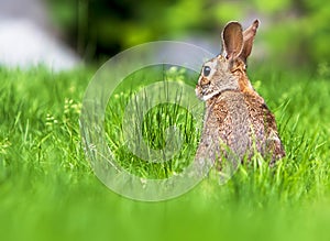 Cottontail Rabbit Sitting in Grass