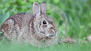 Cottontail Rabbit sitting in grass relaxed and alert with ears moving and nose twitching