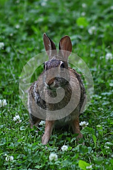 Cottontail Rabbit sitting in grass and white clover on a spring day in Wisconsin