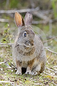 Cottontail Rabbit sitting in Shrubby Field