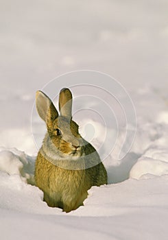 Cottontail Rabbit in Snow