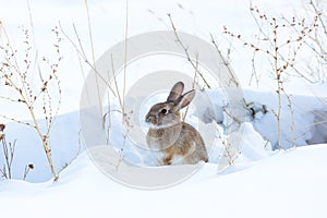 Cottontail rabbit in snow