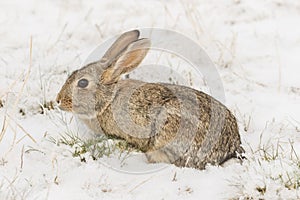 Cottontail Rabbit After Snow