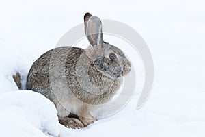 Cottontail Rabbit in Snow