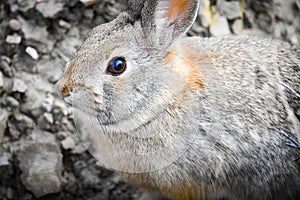 Cottontail Rabbit With Soft Gray Fur