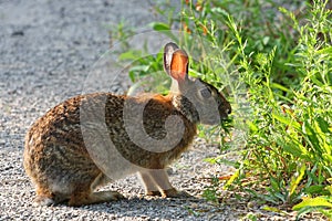 Cottontail Rabbit Sylvilagus