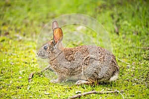 Cottontail Rabbit - Sylvilagus