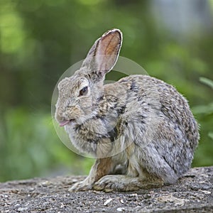 Cottontail Rabbit Sylvilagus floridanus