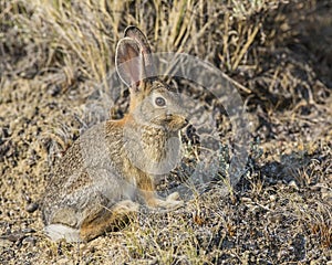 Cottontail Rabbit Sylvilagus floridanus in badlands