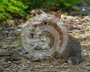 Cottontail Rabbit