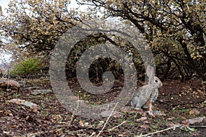 Cottontail rabbit under scrub oak bushes