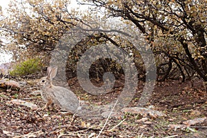 Cottontail rabbit under scrub oak bushes