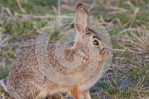 Cottontail Rabbit Up Close