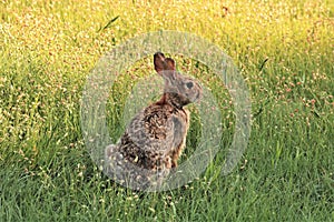 Cottontail Rabbit in Wild Grass