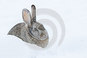 Cottontail Rabbit in Winter