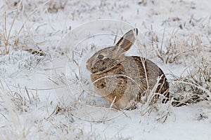 Cottontail Rabbit in Winter Snow