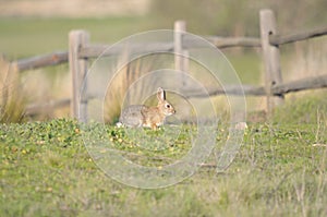 Cottontail Rabbit