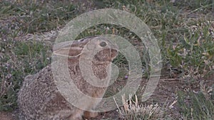 Cottontail Rabbit Zoom In