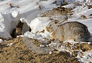 Cottontail rabbits and rabbit burrow desert snow photo