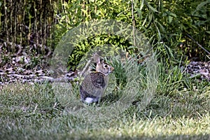 Cottontail rabbits (Lepus sylvaticus)