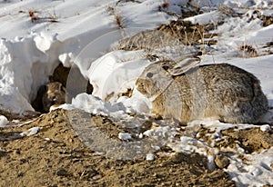 Cottontail rabbits and rabbit burrow desert snow
