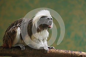 Cottontop tamarin