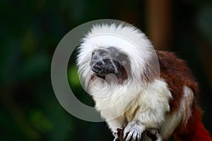 Cottontop Tamarin