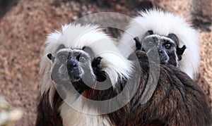 Cottontop Tamarin Monkeys