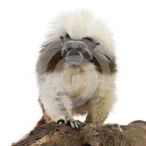 Cottontop Tamarin, Saguinus oedipus