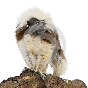 Cottontop Tamarin, Saguinus oedipus