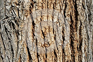 Cottonwood bark photo