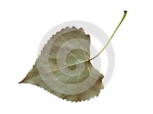 Cottonwood Leaf