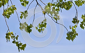 Cottonwood leaves and blossoms