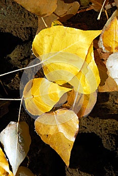Cottonwood Leaves in Stream photo