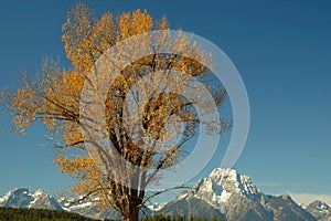 Cottonwood and Mt Moran 1 photo