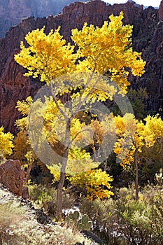 Cottonwood Tree photo