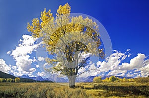 Cottonwood tree in fall colors, Grand Teton National Park, Jackson, WY