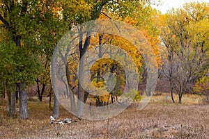 Cottonwood tree forest in the Platte River valley in Nebraska in fall colors